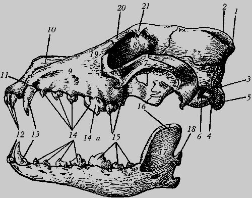 Немецкая овчарка - i_020.png