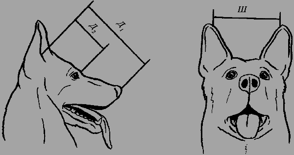 Немецкая овчарка - i_021.png