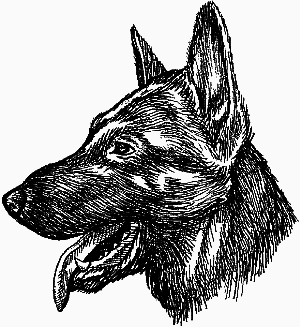 Немецкая овчарка - i_022.png