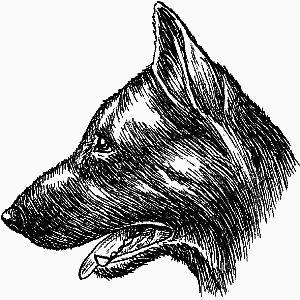 Немецкая овчарка - i_023.png