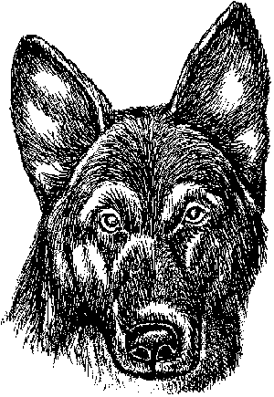 Немецкая овчарка - i_024.png