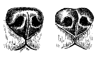 Немецкая овчарка - i_030.png