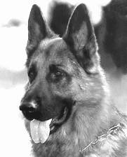 Немецкая овчарка - i_031.jpg