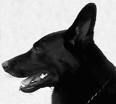 Немецкая овчарка - i_032.jpg