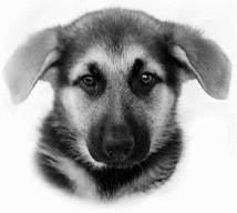 Немецкая овчарка - i_035.jpg