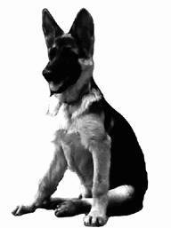 Немецкая овчарка - i_036.jpg