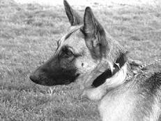 Немецкая овчарка - i_037.jpg