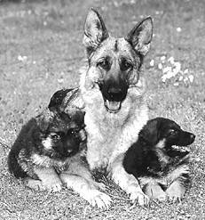 Немецкая овчарка - i_038.jpg