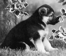 Немецкая овчарка - i_039.jpg