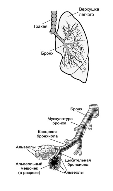 Парадоксальное дыхание для начинающих - i_006.jpg