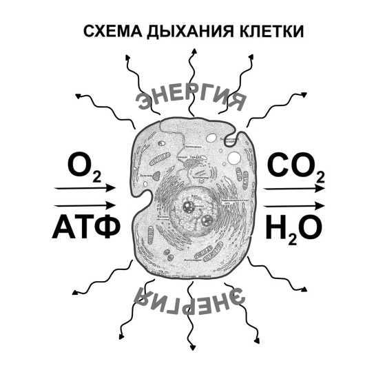 Парадоксальное дыхание для начинающих - i_014.jpg