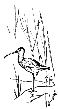 Серебряные зори - i_009.png