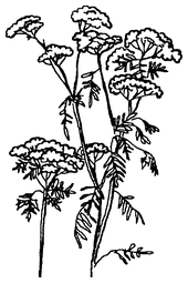 Мухомор-целитель и другие ядовитые лекари - i_010.png