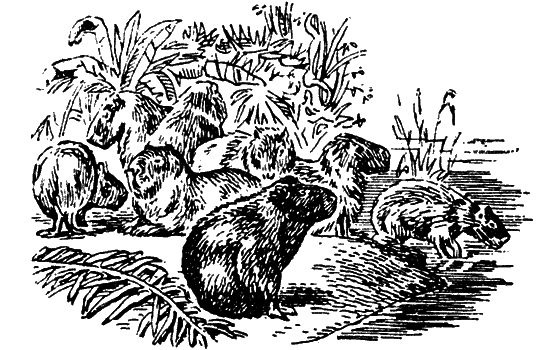 Великий натуралист Чарлз Дарвин - i_055.png