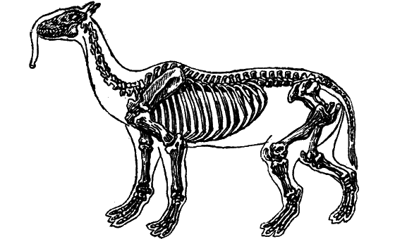 Великий натуралист Чарлз Дарвин - i_059.png