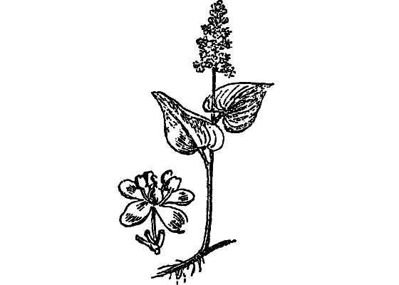 Из жизни растений - i_018.png