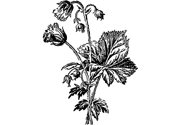 Из жизни растений - i_019.png