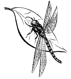 Подвиг жизни шевалье де Ламарка - i_043.png