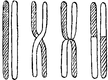 Дарвинизм в XX веке - i_006.png