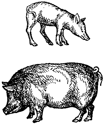 Дарвинизм в XX веке - i_007.png