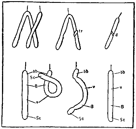 Дарвинизм в XX веке - i_010.png