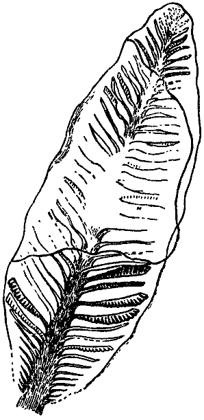 Дарвинизм в XX веке - i_026.png