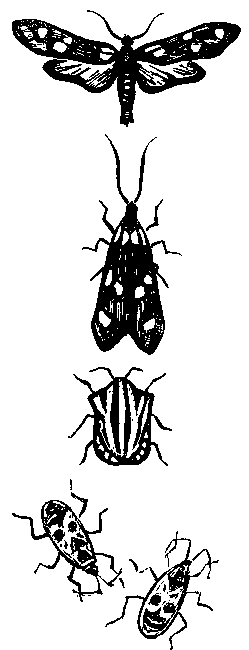 Дарвинизм в XX веке - i_032.png