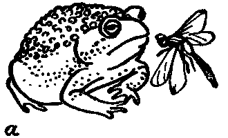 Дарвинизм в XX веке - i_033.png