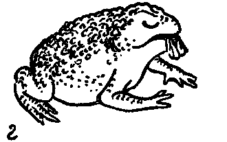 Дарвинизм в XX веке - i_036.png