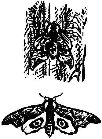 Дарвинизм в XX веке - i_043.png