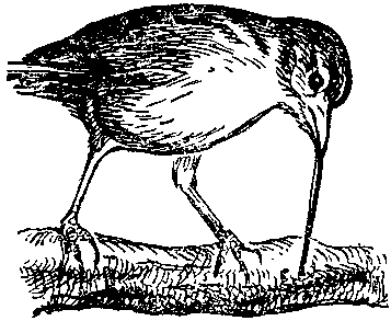 Дарвинизм в XX веке - i_047.png