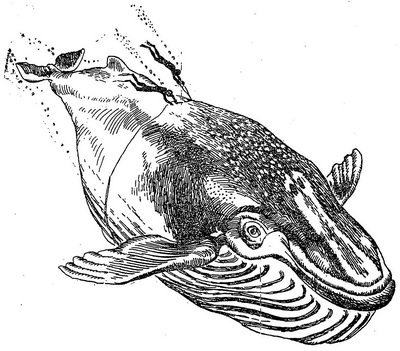 Проделки Лесовика - i_033.jpg