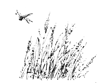 Зоопарк в моей квартире (сборник) - i_013.png