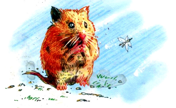 Зоопарк в моей квартире (сборник) - i_020.jpg