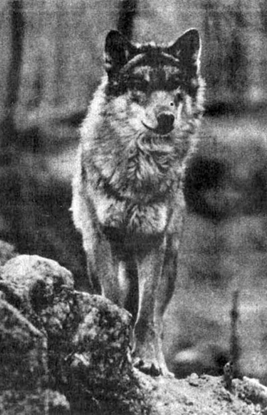 Психология собаки. Основы дрессировки собак - i_003.jpg