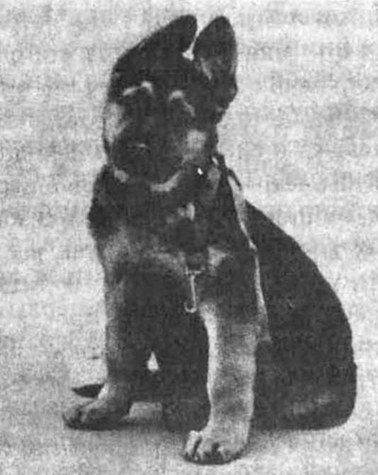 Психология собаки. Основы дрессировки собак - i_007.jpg