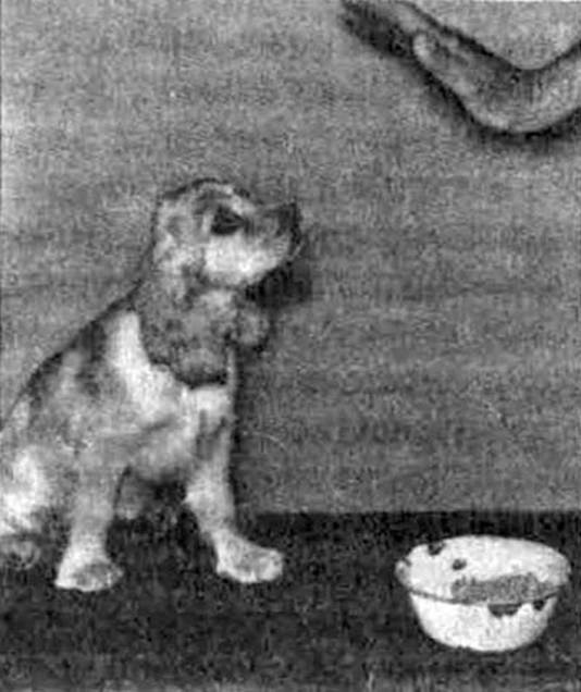 Психология собаки. Основы дрессировки собак - i_008.jpg