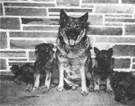 Психология собаки. Основы дрессировки собак - i_011.jpg