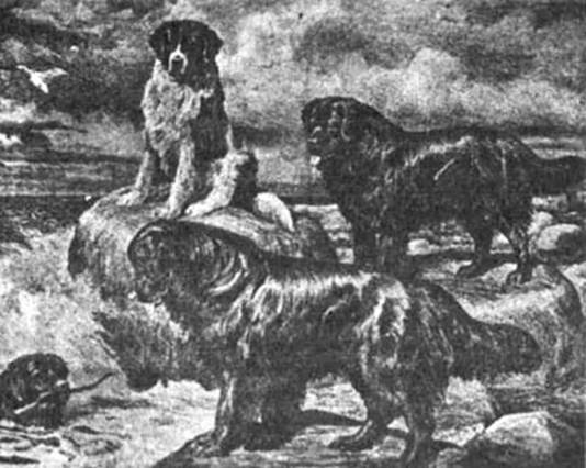 Психология собаки. Основы дрессировки собак - i_015.jpg