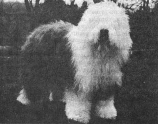 Психология собаки. Основы дрессировки собак - i_020.jpg