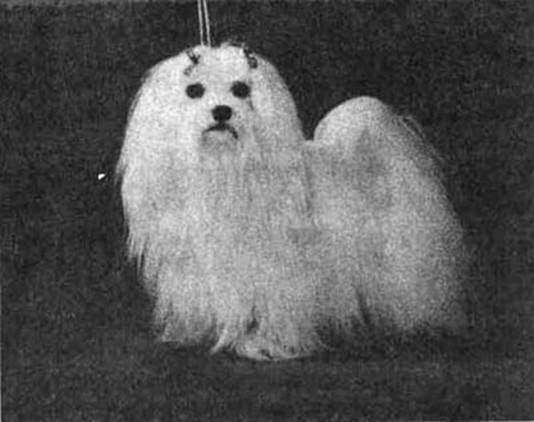 Психология собаки. Основы дрессировки собак - i_022.jpg