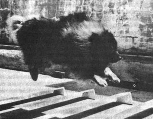 Психология собаки. Основы дрессировки собак - i_026.jpg