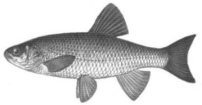 Ловля карповых рыб - i_004.jpg