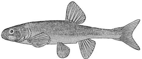 Ловля карповых рыб - i_018.jpg