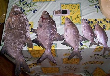 Ловля карповых рыб – 2 - i_019.jpg