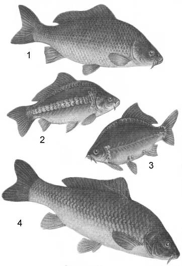 Налим. Все способы ловли - i_001.jpg
