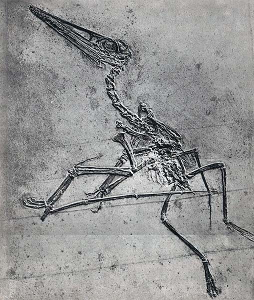 Летающие ящеры и древние птицы - _10.jpg