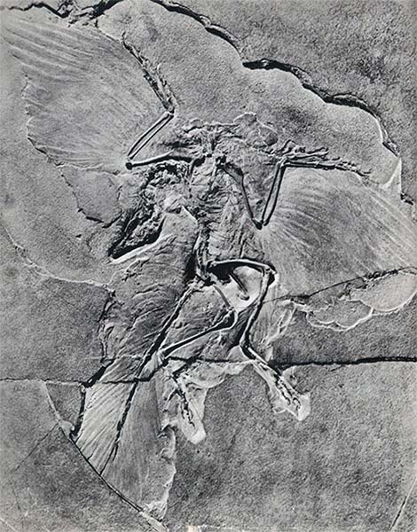 Летающие ящеры и древние птицы - _20.jpg