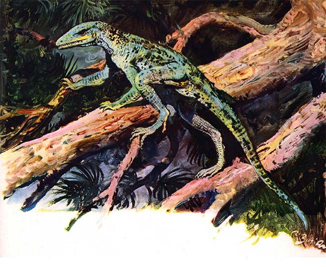 Летающие ящеры и древние птицы - _35.jpg