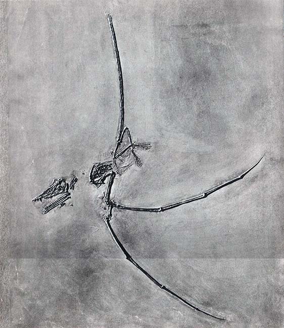 Летающие ящеры и древние птицы - _8.jpg